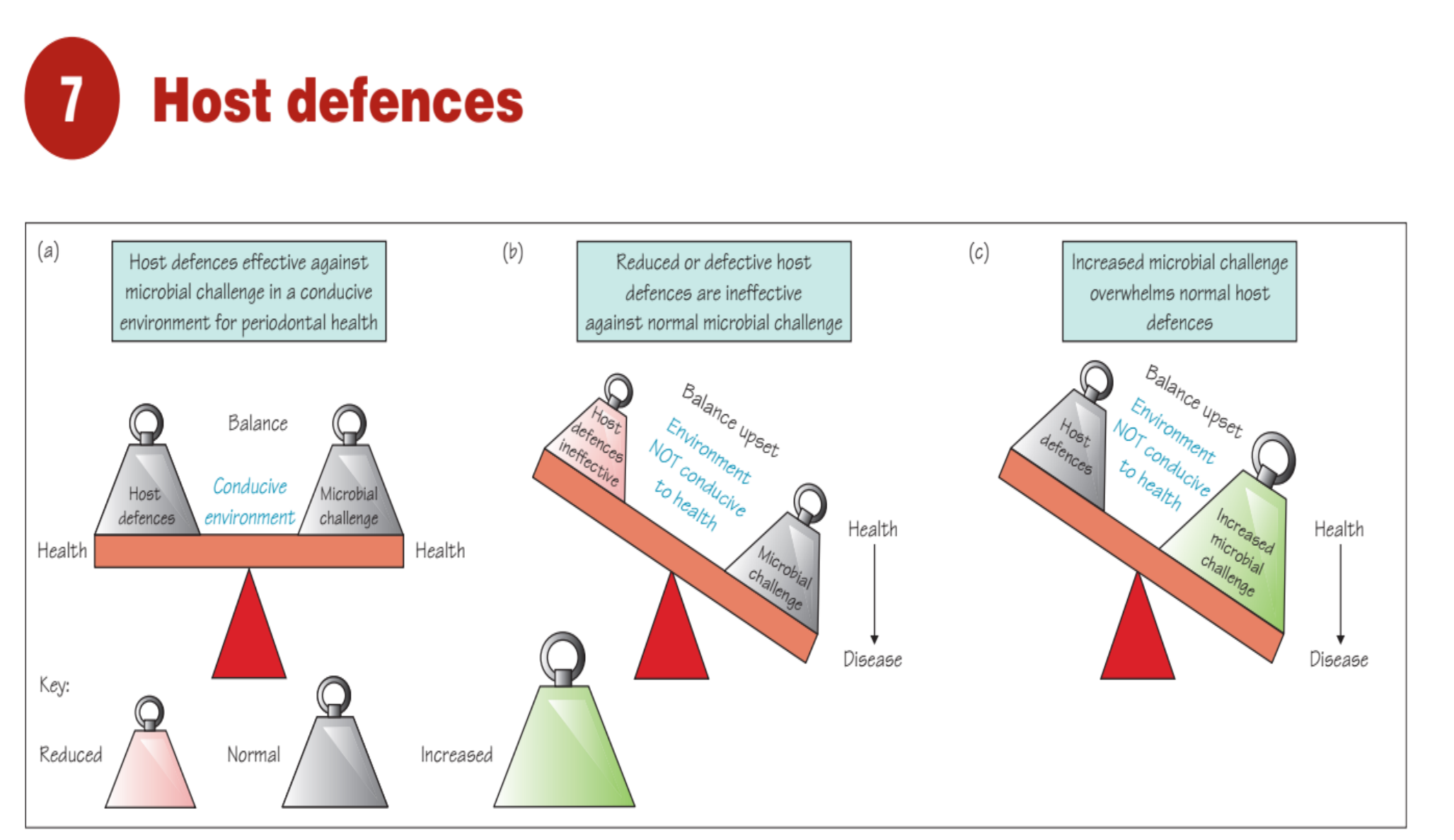 Figure 7.1 Concept of balance between host defences, microbial challenge and environment. (a) Balance and periodontal health. (b) Host defences have a defect or are ineffective against microbial challenge, tipping the balance to periodontal destruction. (c) Microbial challenge overwhelms the host defences leading to an upset balance and periodontal destruction - this may relate to the environment not being conducive and/or changes in quality, quantity or virulence of microorganisms.