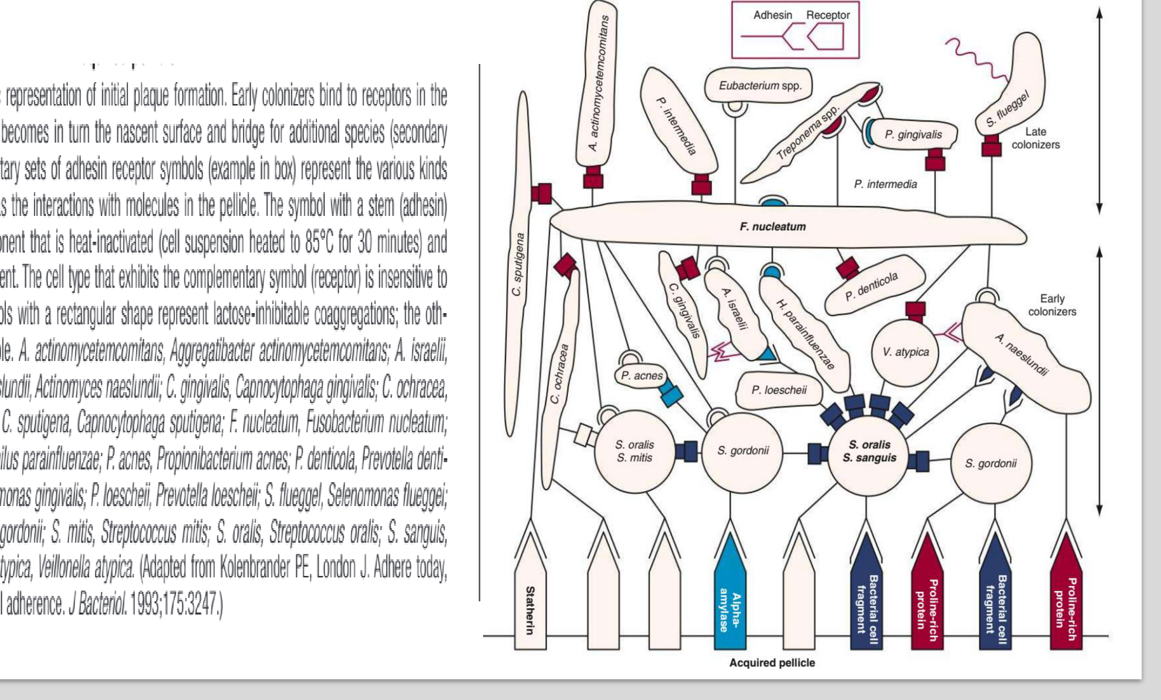 Fig. 10.10 Diagrammatic representation of initial plaque formation. Early colonizers bind to receptors in the pellicle. Each adherent cell becomes in turn the nascent surface and bridge for additional species (secondary colonizers). The complementary sets of adhesin receptor symbols (example in box) represent the various kinds of coaggregations as well as the interactions with molecules in the pellicle. The symbol with a stem (adhesin) represents a cellular component that is heat-inactivated (cell suspension heated to 85°C for 30 minutes) and sensitive to protease treatment. The cell type that exhibits the complementary symbol (receptor) is insensitive to either treatment. The symbols with a rectangular shape represent lactose-inhibitable coaggregations; the others are lactose noninhibitable. A. actinomycetemcomitans, Aggregatibacter actinomycetemcomitans; A. israelii, Actinomyces israelii; A. naeslundii, Actinomyces naeslundii; C. gingivalis, Capnocytophaga gingivalis; C. ochracea, Capnocytophaga ochracea; C. sputigena, Capnocytophaga sputigena; F. nucleatum, Fusobacterium nucleatum; H. parainfluenzae, Haemophilus parainfluenzae; P. acnes, Propionibacterium acnes; P. denticola, Prevotella denticola; P. gingivalis, Porphyromonas gingivalis; P. loescheii, Prevotella loescheii; S. flueggei, Selenomonas flueggei; S. gordonii, Streptococcus gordonii; S. mitis, Streptococcus mitis; S. oralis, Streptococcus oralis; S. sanguis, Streptococcus sanguis; V. atypica, Veillonella atypica. (Adapted from Kolenbrander PE, London J. Adhere today, here tomorrow: oral bacterial adherence. J Bacteriol. 1993;175:3247.)