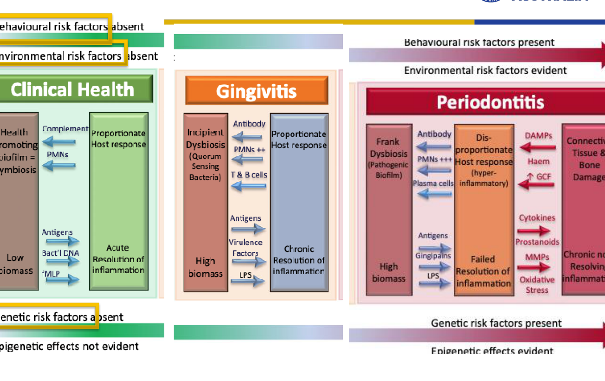 Current etiopathogenesis model