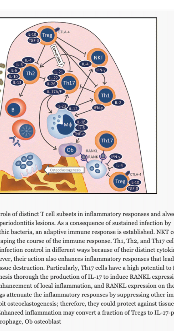 Fig. 1 The potential role of distinct T cell subsets in inflammatory responses and alveolar bone resorption in periodontitis lesions. As a consequence of sustained infection by periodontopathic bacteria, an adaptive immune response is established. NKT cells are involved in shaping the course of the immune response. Th1, Th2, and Th17 cells contribute to infection control in different ways because of their distinct cytokine profiles. However, their action also enhances inflammatory responses that lead to periodontal tissue destruction. Particularly, Th17 cells have a high potential to facilitate osteoclastogenesis through the production of IL-17 to induce RANKL expression on osteoblasts, enhancement of local inflammation, and RANKL expression on themselves. However, Tregs attenuate the inflammatory responses by suppressing other immune cells and inhibit osteoclastogenesis; therefore, they could protect against tissue destruction. Enhanced inflammation may convert a fraction of Tregs to IL-17-producing cells. Mφ macrophage, Ob osteoblast