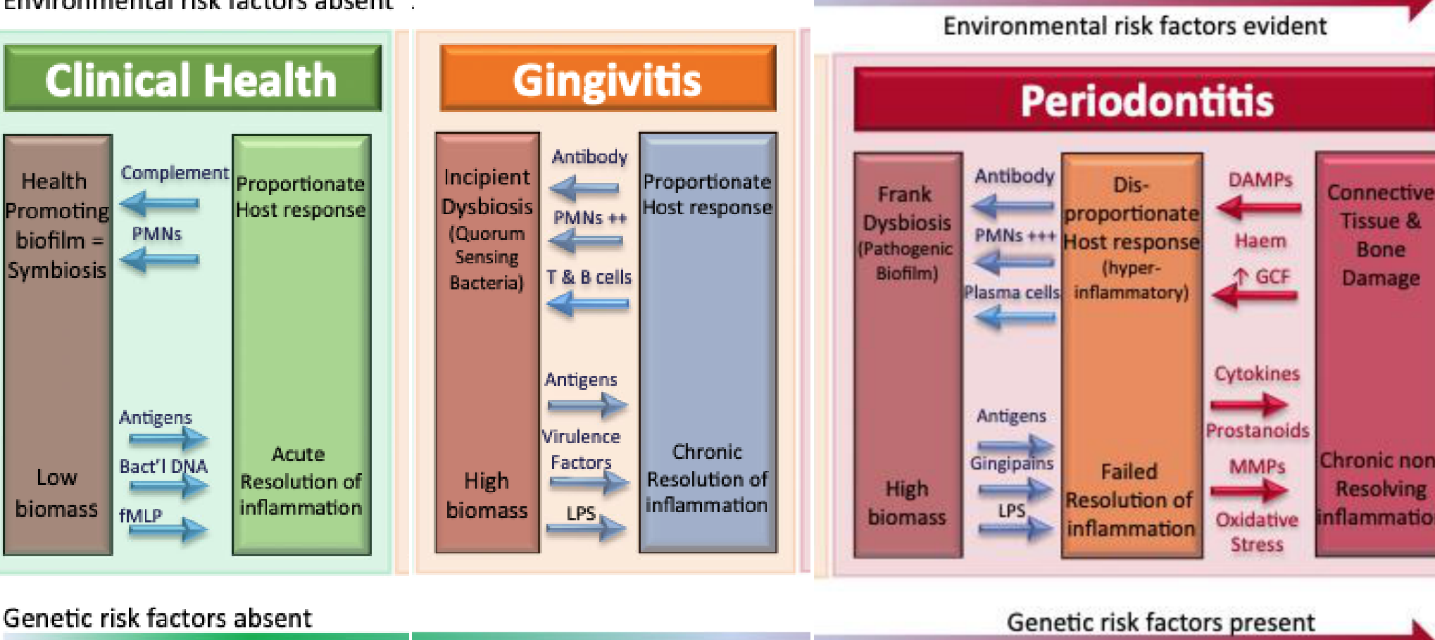 FIGURE 1 Contemporary model of host–microbe interactions in the pathogenesis of periodontitis, in which the host response drives an incipient dysbiosis (gingivitis). If the biofilm is not disrupted/removed, frank dysbiosis results and perpetuates a chronic nonresolving and destructive inflammation. DAMPs, damage-associated molecular patterns; fMLP, N- formylmethionyl- leucyl- phenylalanine; GCF, gingival crevicular fluid; LPS, lipopolysaccharide; MMPs, matrix metalloproteinases; PMNs, polymorphonuclear neutrophils. This figure is referred from ref. 106.