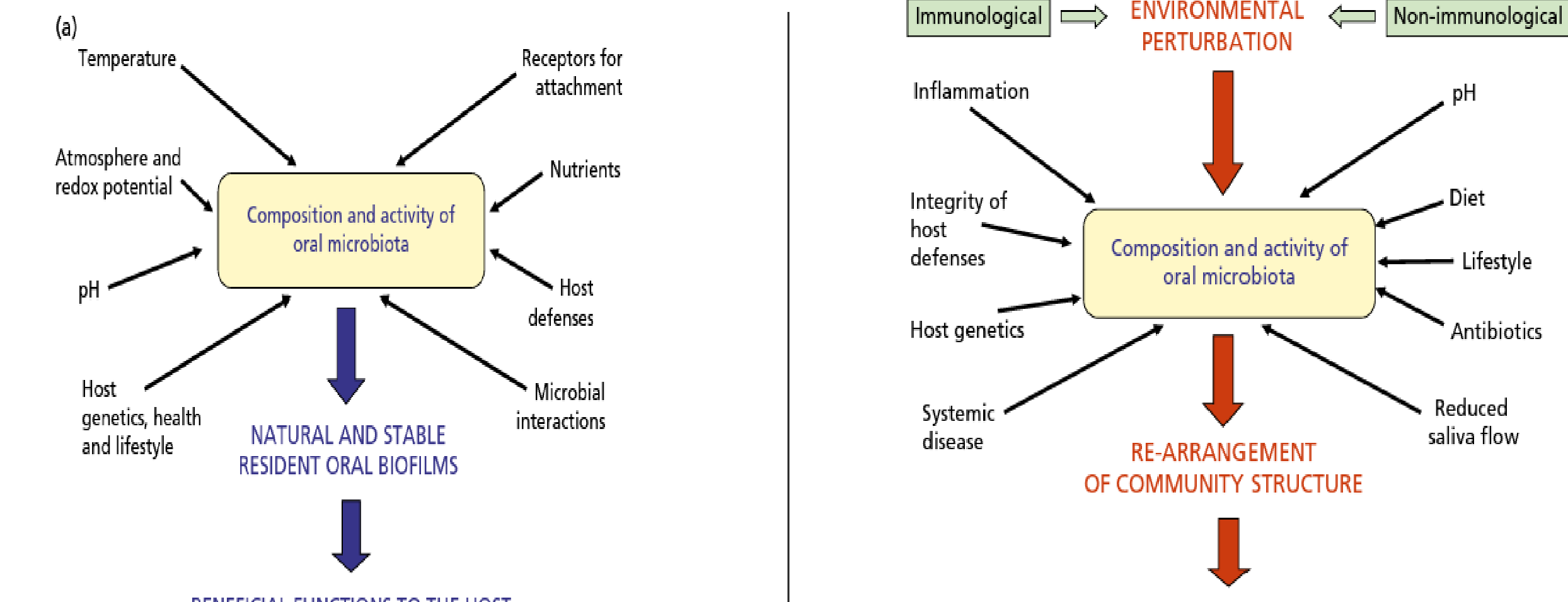 Fig. 8-1 Host factors that influence the microbial composition, activity and stability of the resident oral microbiota. (a) A number of host factors help to determine the composition and activity of the natural and beneficial oral microbiota. (b) A perturbation in a key environmental factor can disrupt the natural stability (microbial homeostasis) of the resident microbiota at a site and result in a re-arrangement of the composition and activity of the resident microbial community; such a change might predispose the site to disease.
