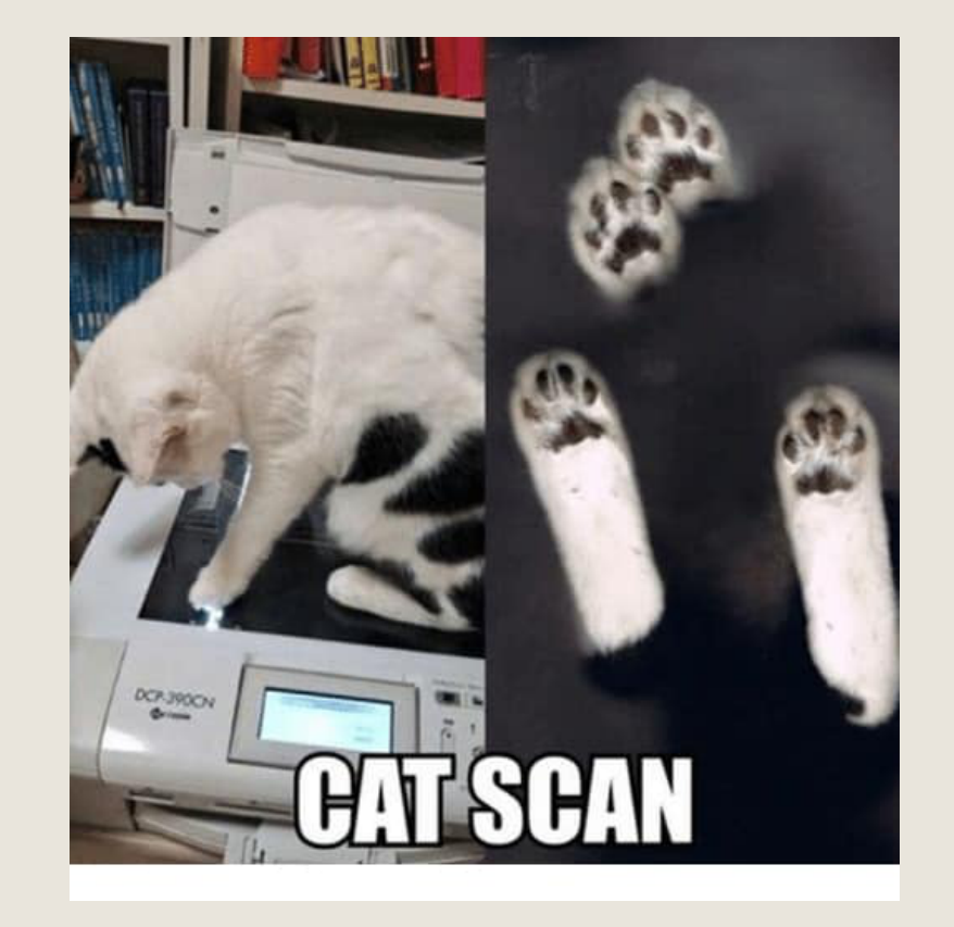 CAT SCAN