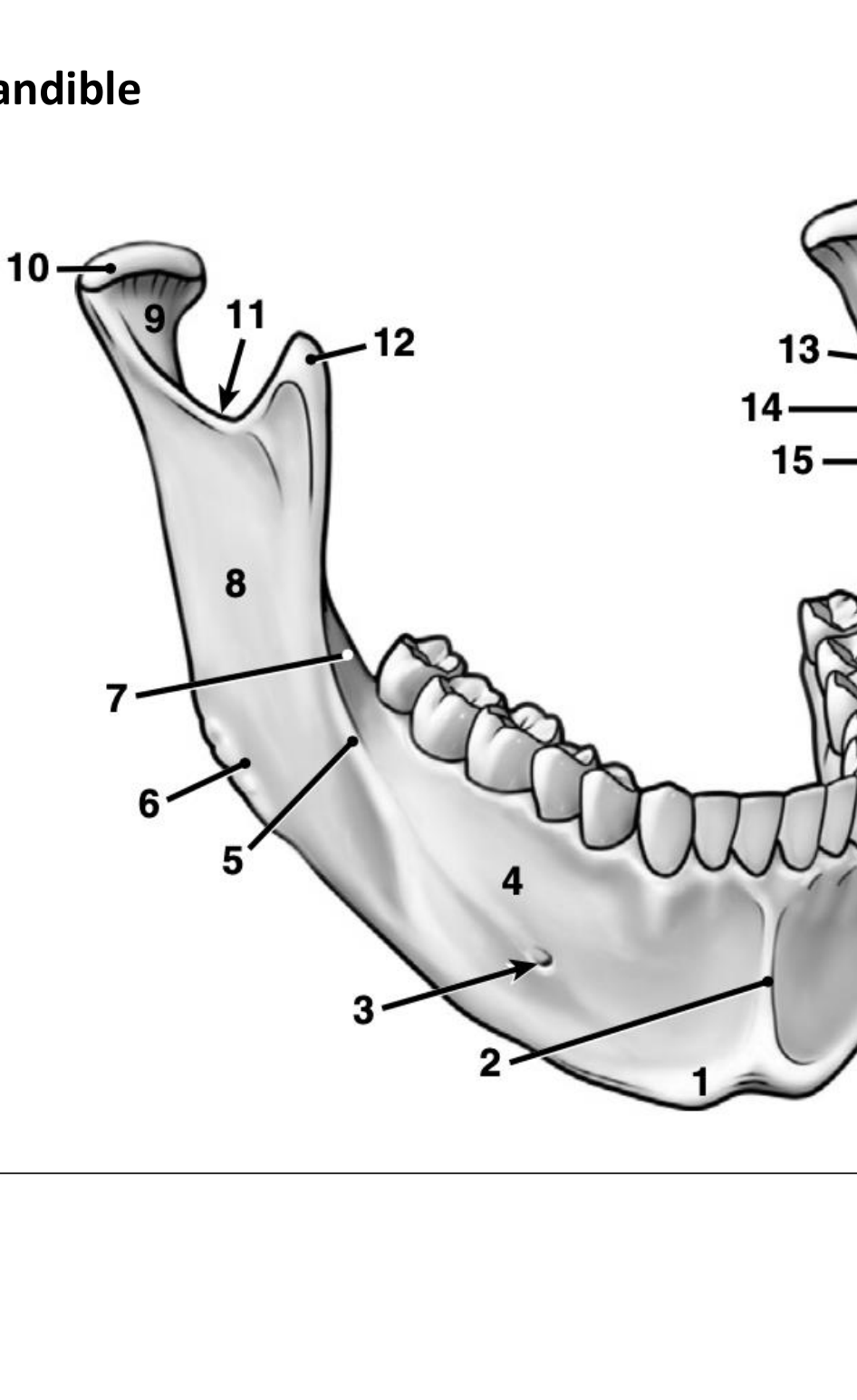 Mandible