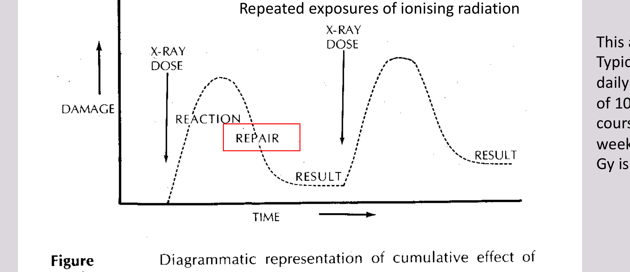 Figure x-radiation. Diagrammatic representation of cumulative effect of x-radiation.
