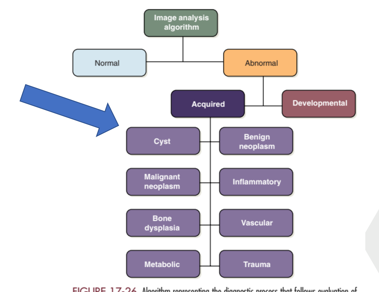 FIGURE 17-26 Algorithm representing the diagnostic process that follows evaluation of the radiographic features of an abnormality.