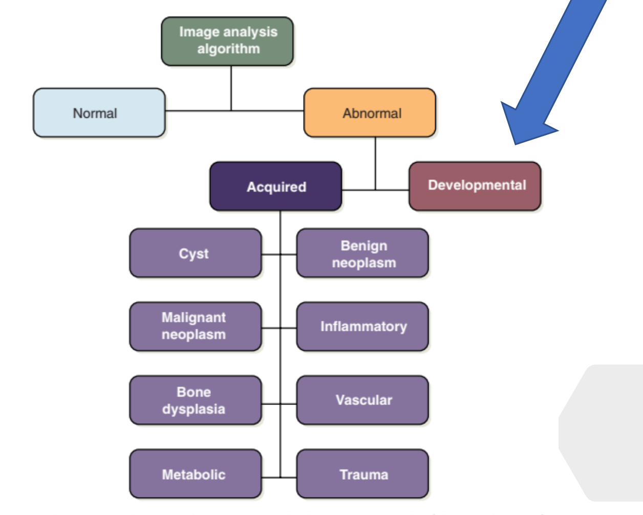 FIGURE 17-26 Algorithm representing the diagnostic process that follows evaluation of the radiographic features of an abnormality.