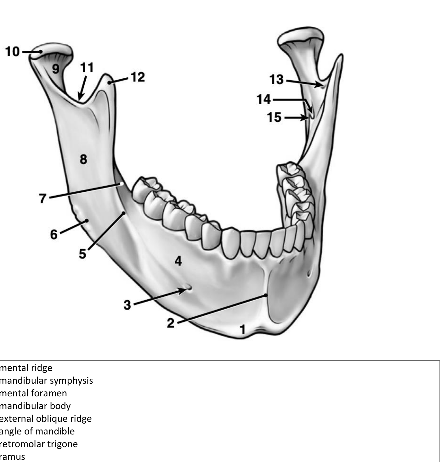 Mandible