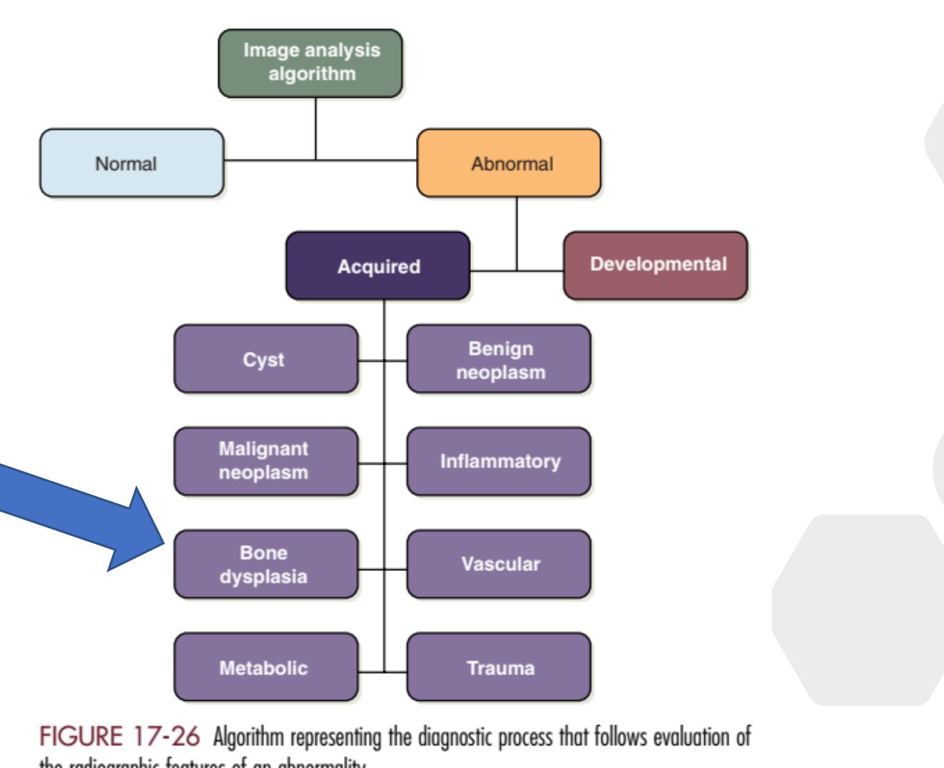 FIGURE 17-26 Algorithm representing the diagnostic process that follows evaluation of the radiographic features of an abnormality.