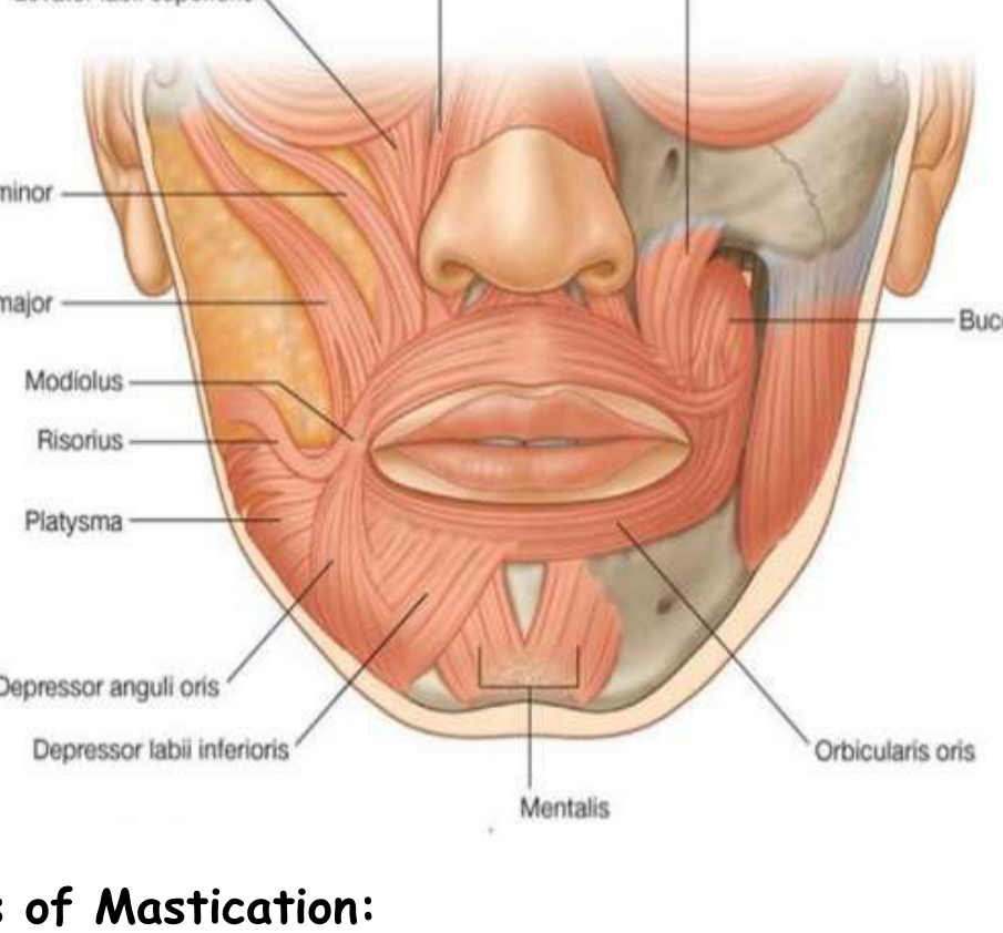 Muscles of Facial Expression: