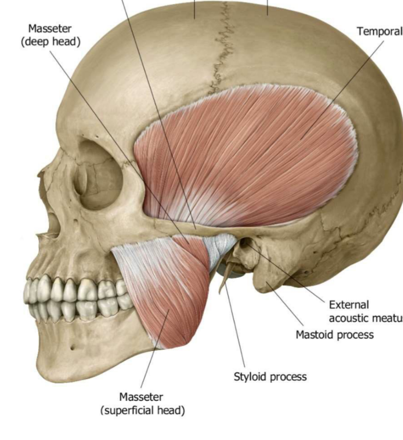 Major Muscles of Mastication: