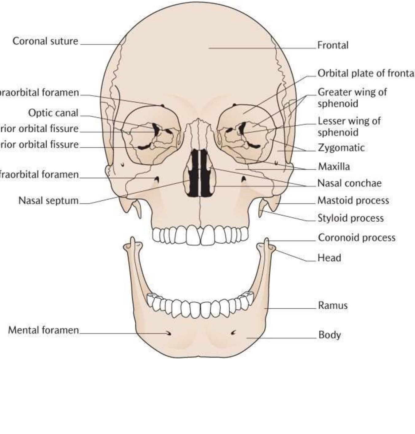 Osteology of the face: Frontal View