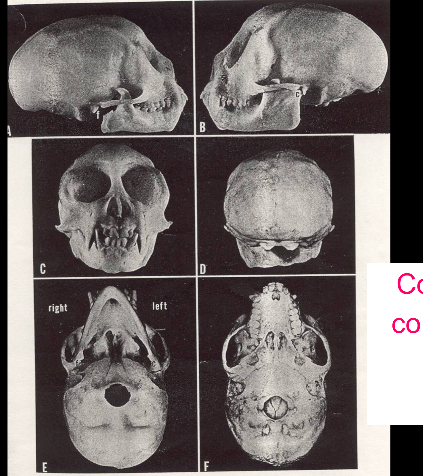 Adult Monkey Collapses on condylectomy side