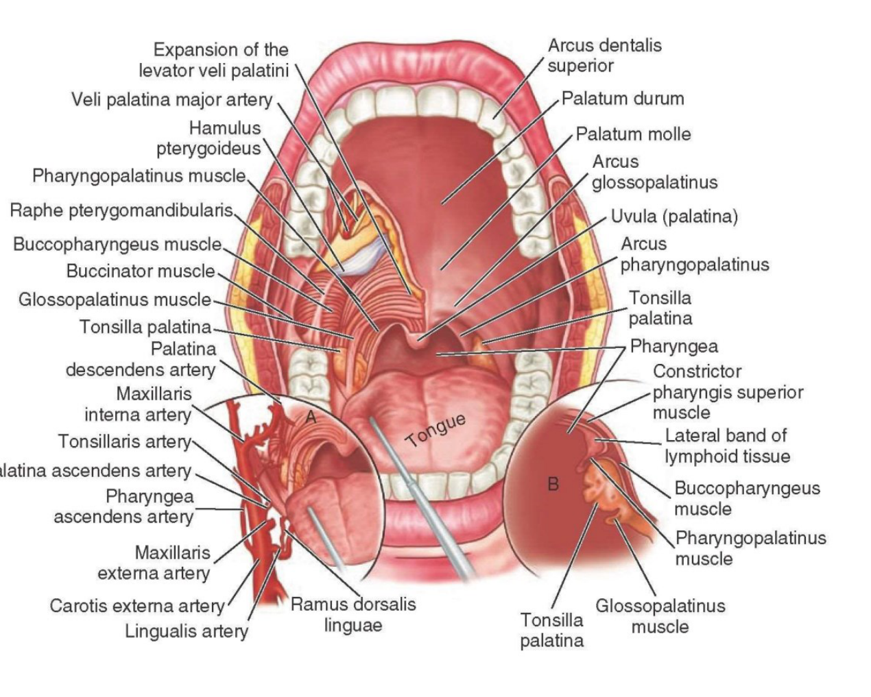 Oral Anatomy: