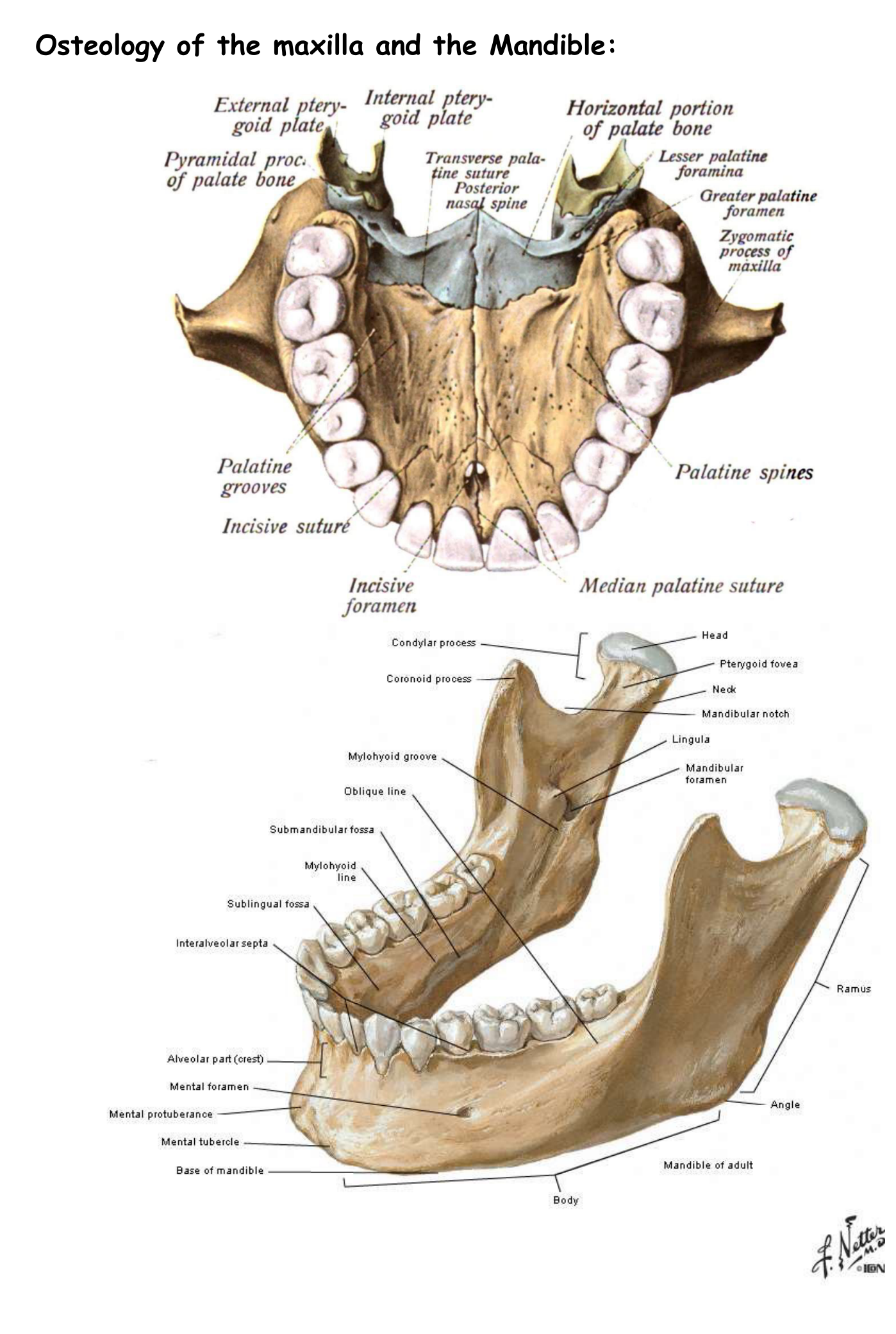 Osteology of the maxilla and the Mandible: