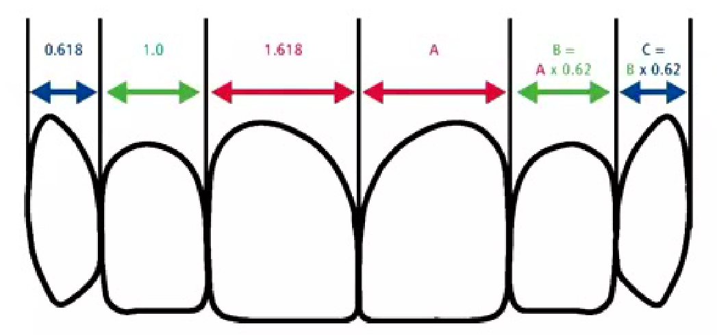 Golden proportion (Lombardi): When viewed from the facial, the width of each anterior tooth is 60% of the width of the adjacent tooth (mathematical ratio being 1.6:1:0.6)