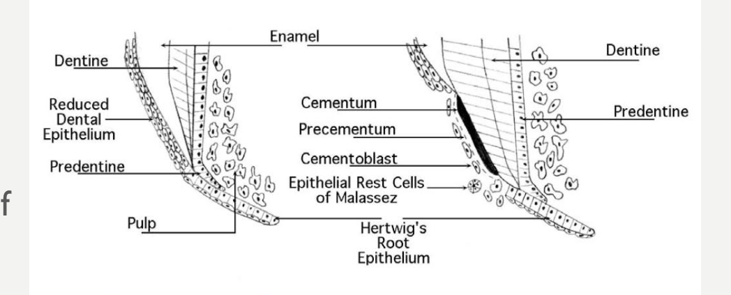 Figure 2. Development of tooth structure.