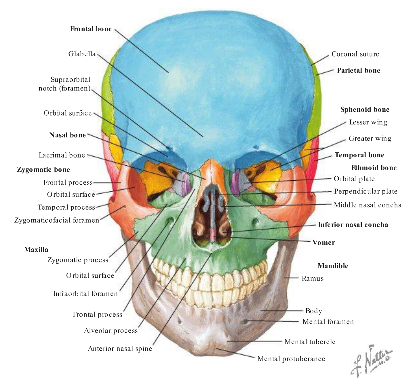 8 cranial bones + 14 facial bones + 6 middle ear bones