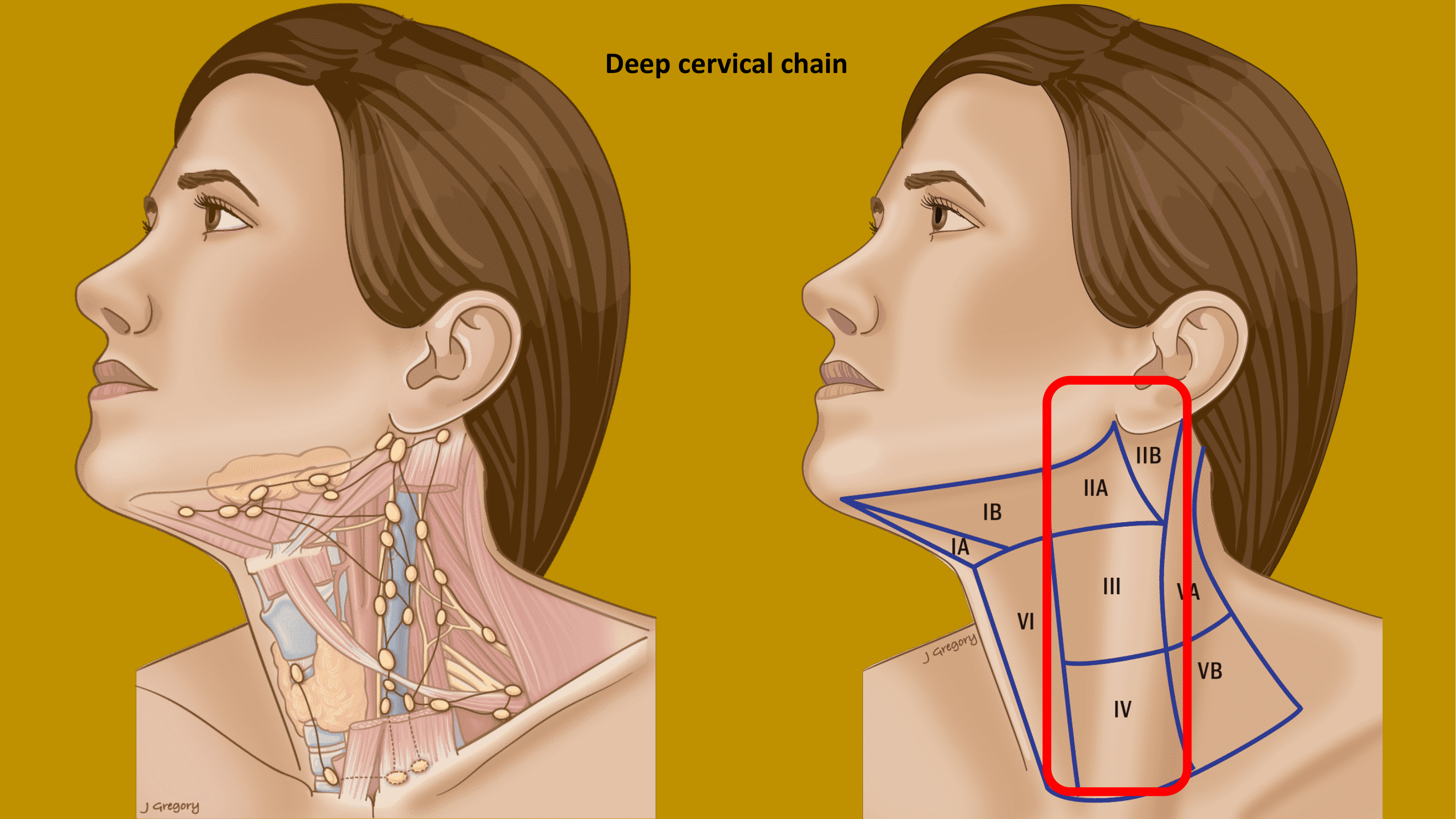 Deep cervical chain