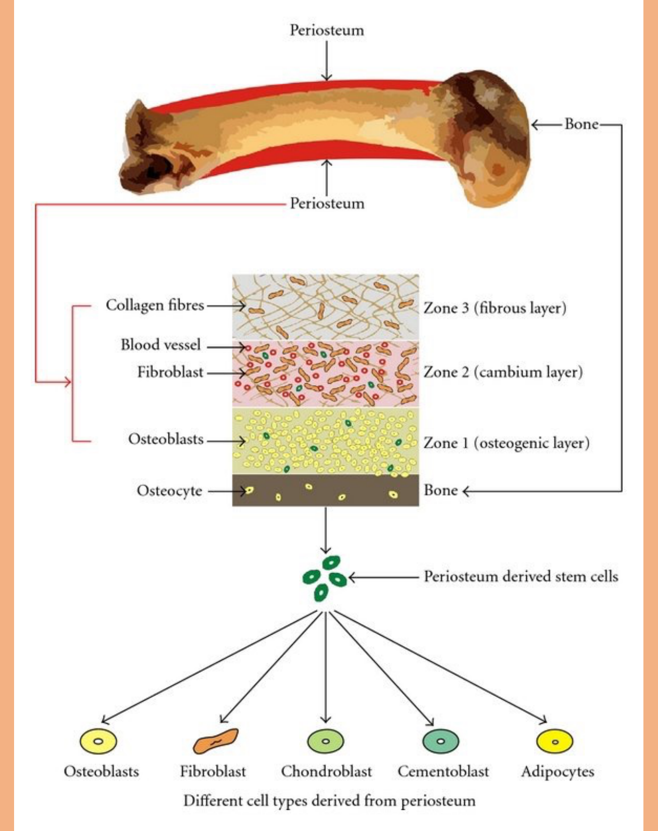 Different cell types derived from periosteum